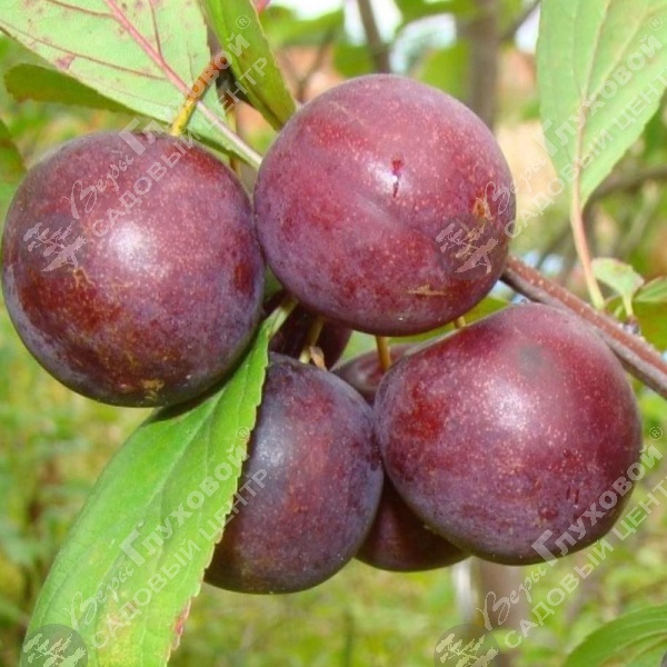 Сливово-вишневый гибрид на фото