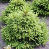 Ель обыкновенная (Picea abies) Олендорфи 25-30 С5 НБл/24