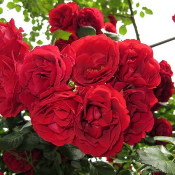 Основное изображение товара