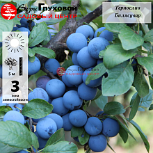 Основное изображение товара