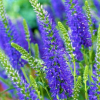 Вероника колосковая (Veronica spicata) Нана Блаутеппич С2 ГлХ/26