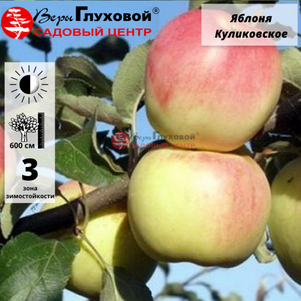 Яблоня Куликовское (зимний сорт)