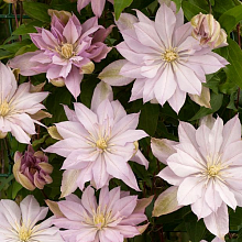 Основное изображение товара