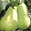 Груша "Красавица Черненко" на фото