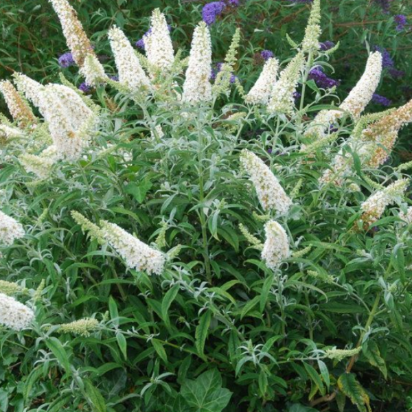 Основное изображение товара