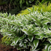 Купена серповидная (Polygonatum falcatum) Вариегатум С2 ГлХ/26