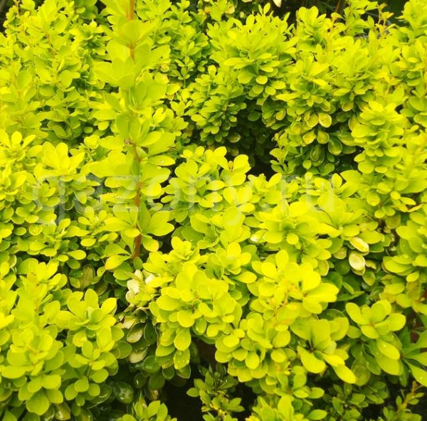 Основное изображение товара