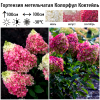 Гортензия метельчатая (Hydrangea paniculata) Колорфул Коктейль Р9 СП/25