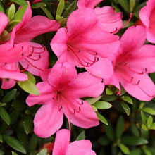 Основное изображение товара