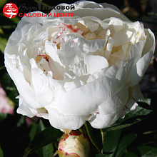 Основное изображение товара