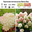 Гортензия метельчатая 