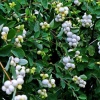 Снежноягодник белый (Symphoricarpos albus) 20-40 С3 БАл/22