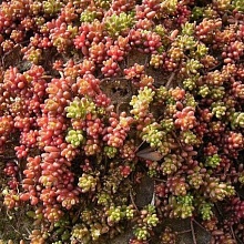 Основное изображение товара