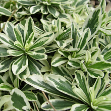 Основное изображение товара