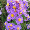 Астра новобельгийская (Aster novaebelgii) Шон фон Диетликон С5 СП/26