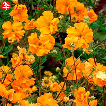 Основное изображение товара