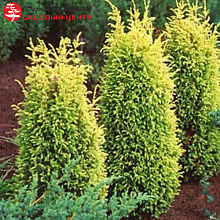 Основное изображение товара