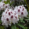 Рододендрон (Rhododendron) крупноцветковый 'Calsap' 40-50 С15 ПЧ/24