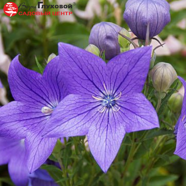 Основное изображение товара