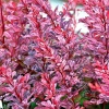 Барбарис Тунберга (Berberis thunbergii) Пинк Берд С3 СП/25