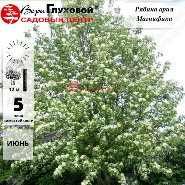 Рябина "Магнифика" на фото