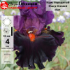 Ирис бородатый (Iris bearded) высокий Sharp Dressed Man С3 ФК/23