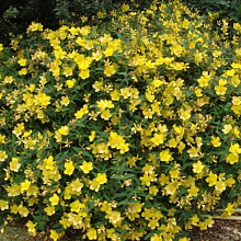 Основное изображение товара