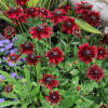 Рудбекия хирта (Rudbeckia) Черри Бренди С2 ГлХ/26