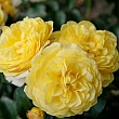 Роза флорибунда 