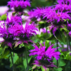 Монарда (Monarda) Прейринахт С2 ГлХ/26