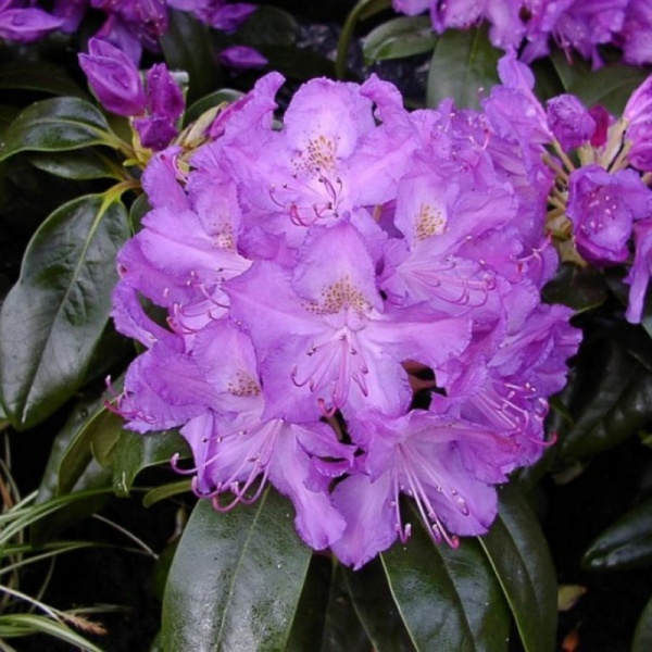 Основное изображение товара