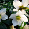 Морозник черный (Helleborus niger) Прэкокс С3 СП/24