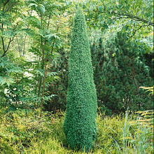 Основное изображение товара