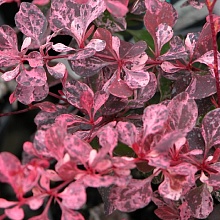 Основное изображение товара