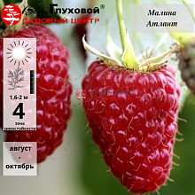 Основное изображение товара