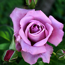 Основное изображение товара