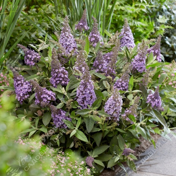 Буддлея Давида "Баттерфляй Канди Литтл Лила" на фото