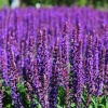 Шалфей дубравный (Salvia nemerosa) Остфрисленд С2-3 РАг/25