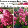 Гортензия метельчатая (Hydrangea paniculata) Фрейз Мельба  С2 СП/25