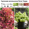 Гортензия метельчатая (Hydrangea paniculata) Петит Черри  С3 СП/25