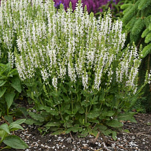 Основное изображение товара