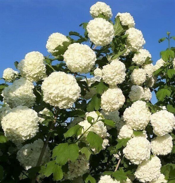 Основное изображение товара