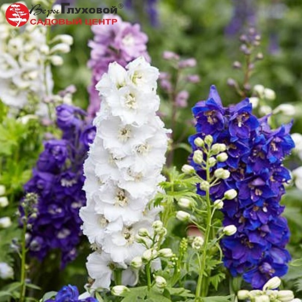 Основное изображение товара