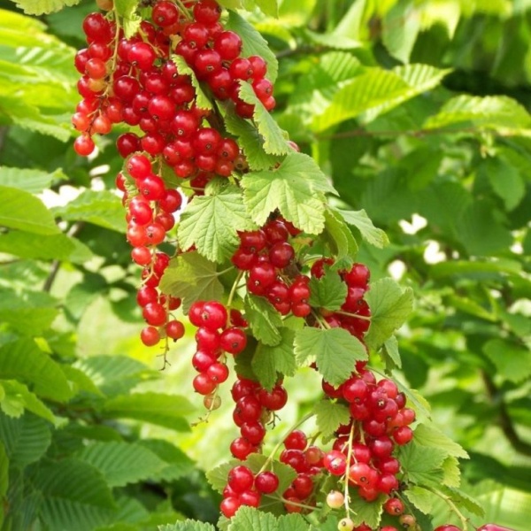 Основное изображение товара