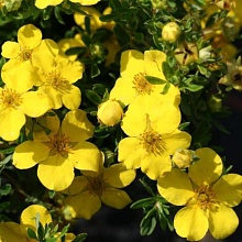 Основное изображение товара