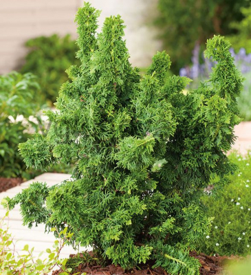 туя западная Малониана Холуб